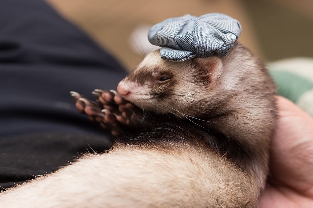 ferret in a denim cap, lying on his back