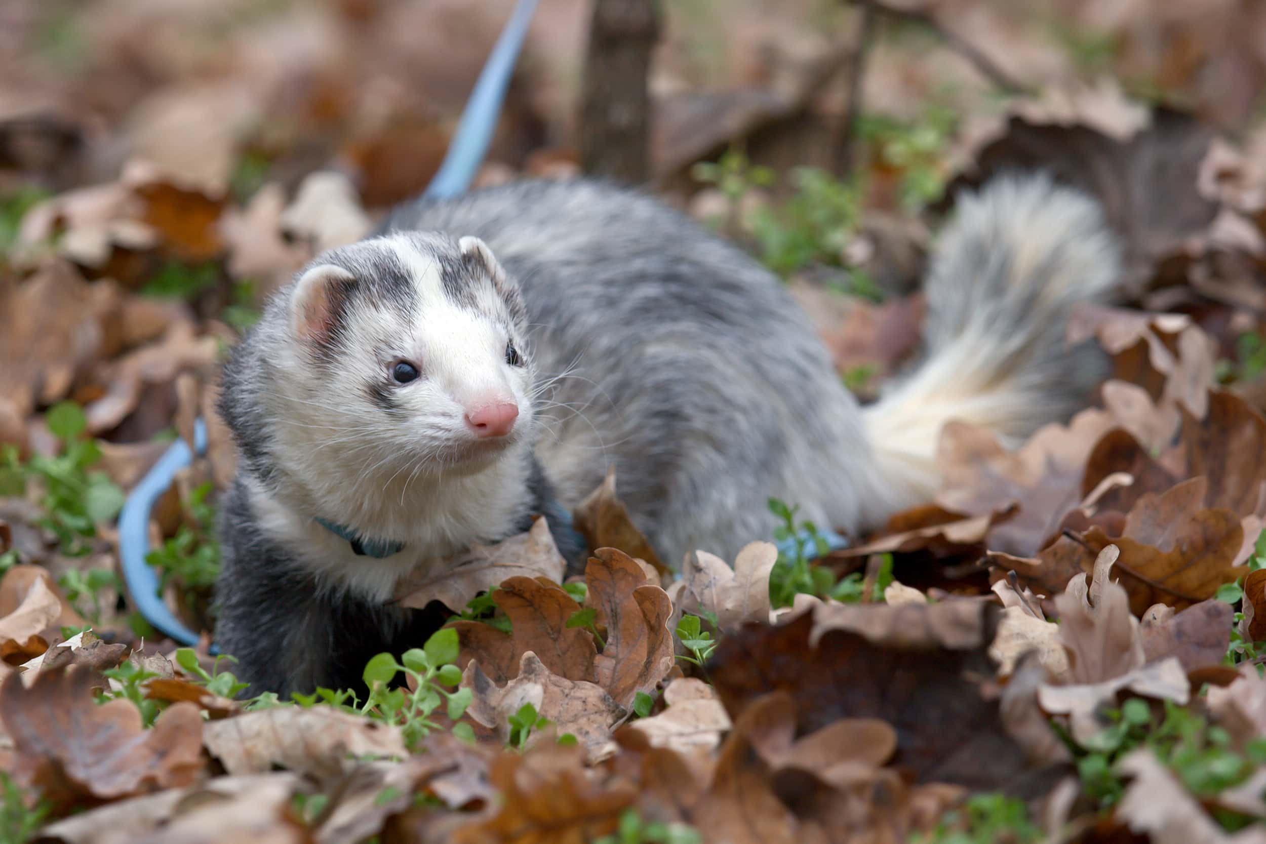 ferret Panda Pattern